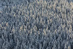 Winter spruce (Picea) (Pinaceae) forest