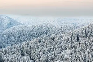 Winter spruce (Picea) (Pinaceae) forest