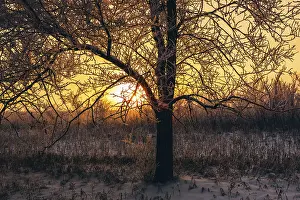 Winter sunset in forest. Tree back-lit with sunlight