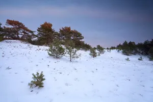 Winter sunset over snowy coniferous forest