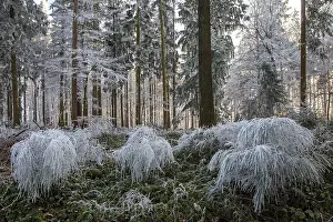 Winter, trees and ground cover with hoarfrost in the forest