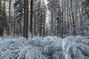 Winter, trees and ground cover with hoarfrost in the forest