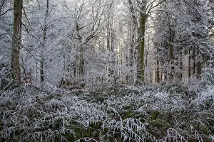 Winter, trees and ground cover with hoarfrost in the forest