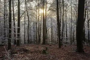 Winter, trees with hoarfrost in the forest