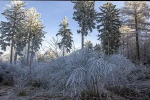 Winter, trees with hoarfrost in the forest