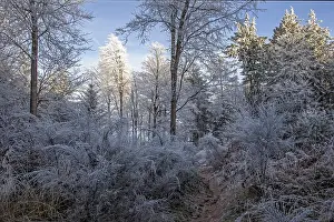 Winter, trees with hoarfrost in the forest
