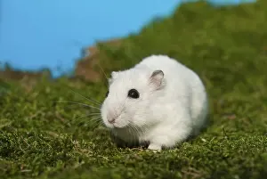 Winter White Russian Dwarf Hamster