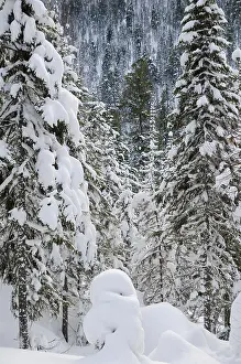 Winter wild snow covered firtree forest