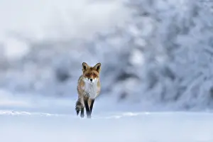 Winter wonderland