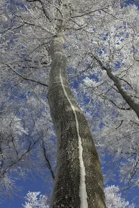 Winter wonderland