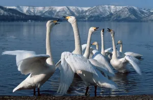 Wintering Whooper Swans (Cygnus cygnus)