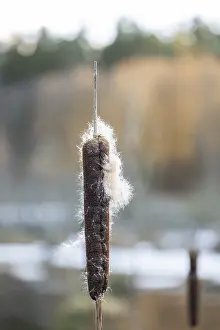 Winterladscape of common bulrus (Typha latifolia) in a swamp