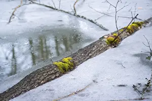 Winterladscape of a swamp with ice