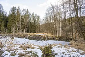 Winterladscape of a swamp with ice