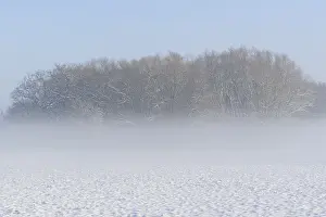 Winterlandschaft, Bodennebel steigt vor schneebedeckten Baumen auf