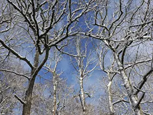 Winterlicher Beech Forest, Lower Franconia