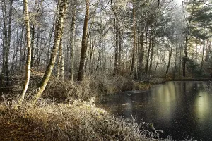 Winterly moorlands, Duedingen, Duedingen