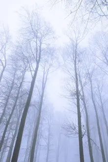 Wintery beech forest in fog, forest