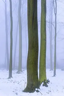 Wintery beech forest in fog, forest