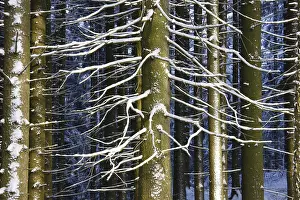 Wintery Forest, Marianske Lazne
