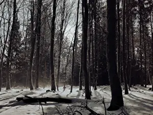 Wintery forest with snow-covered ground and long shades of trees
