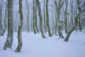 A wintery forest with snow-covered trees