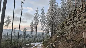 Wintery forest with snow-covered trees and rock formations under cloudy sky