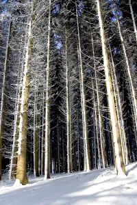 Wintery trees