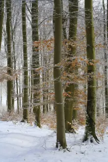Wintry beech forest (Fagus sylvatica)