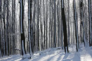 Wintry deciduous forest, Mt. Kreuzberg near Bischofsheim