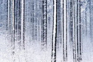 Wintry forest, Bayerischer Wald