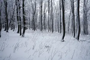 Wintry forest on Mt. Kreuzberg