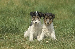WIRE HAIR FOX TERRIER DOG, PUPPIES SITTING IN THE GRASS