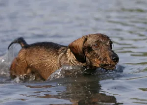 Wire-haired Dachshund