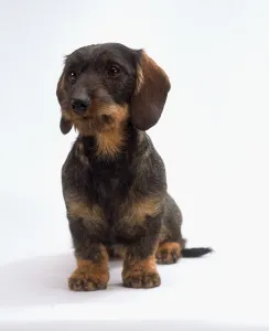 Wire-haired Dachshund