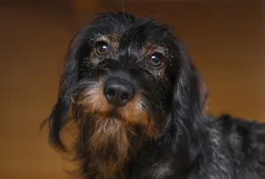 Wire-haired dachshund (Canis lupus familiaris) puppy