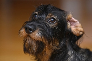 Wire-haired dachshund (Canis lupus familiaris) puppy