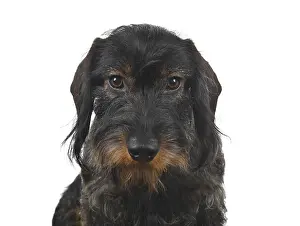 Wire-haired dachshund (Canis lupus familiaris) puppy