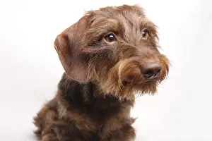 Wire-haired Dachshund, portrait, Germany, Europe