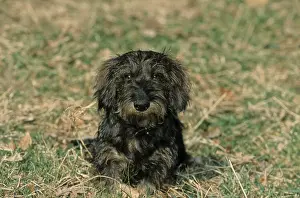 Wire-haired dachshund, Rauhhaardackel
