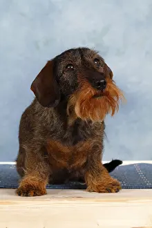 Wire-haired dachshund, sitting