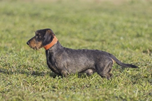Wire-haired dachshund, wirehaired dachshund
