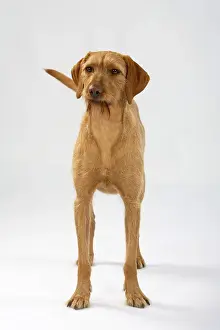 Framed Print : Wire-haired Hungarian pointer, wire-haired Vizsla