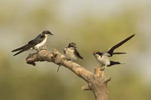 Wire-tailed Swallow (Hirundo smithii)