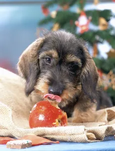 Wirehaired Dachshund with apple