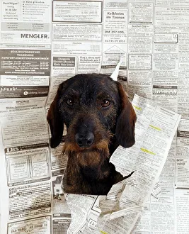Wirehaired Dachshund looking through page of magazine