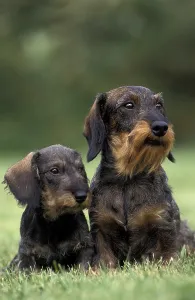 Wirehaired Dachshund, mother and puppy sitting on grass
