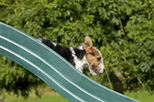 Wirehaired fox terrier puppy playing on slide