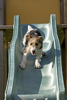 Wirehaired fox terrier puppy playing on slide