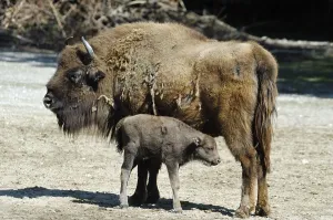 Wisent or European Bison (Bison bonasus) with a young calf